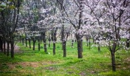 樱花校园最新爆料视频,最新爆料视频带你领略青春风采